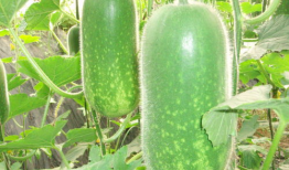 爆料吃瓜真人图片大全高清,高清爆料吃瓜真人图集大公开